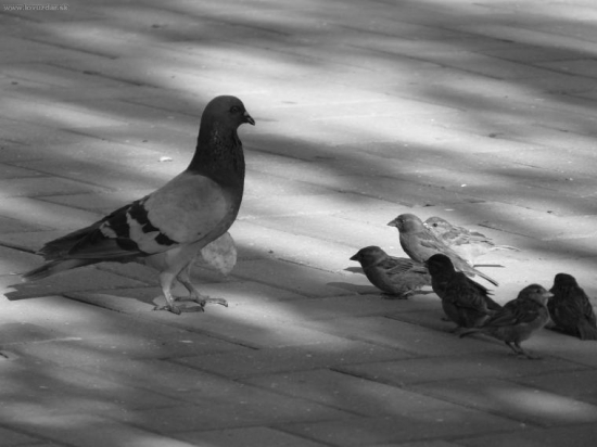 Tak a už s kamošmi