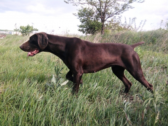 Zara vystavuje prepelicu