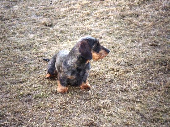 Bessi od Verpánskeho žlabu