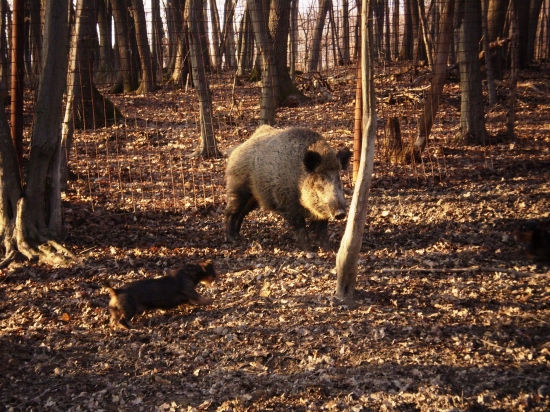 Eso spod Babej hory - 9 mesiacov