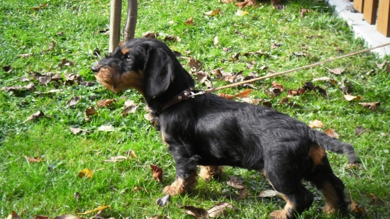 Artur Arvansis - JHrS 4. mesiace