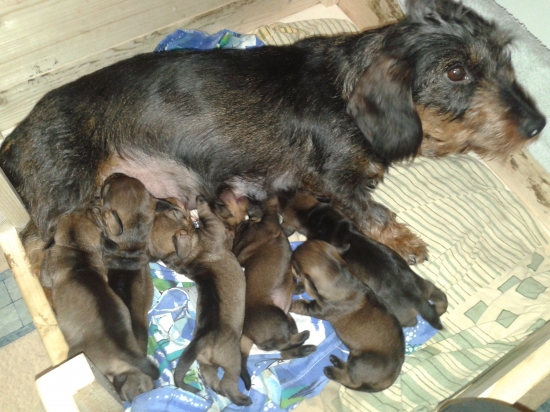 Šteniatka jazvečíkov