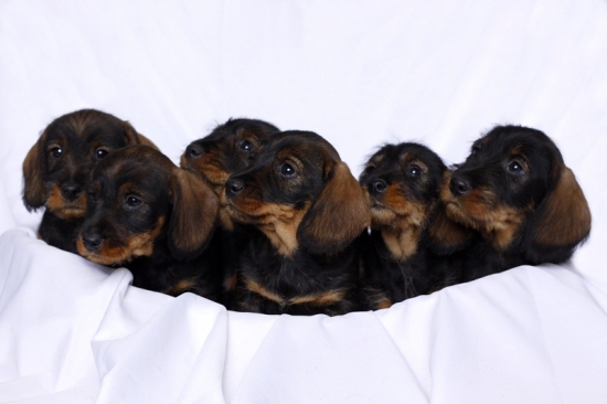 B - vrh CHS Arvansis