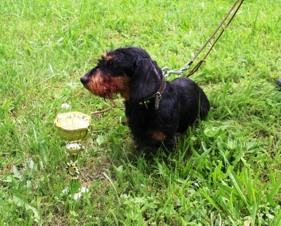 ŠVJ a KBL Dvorianky 2014