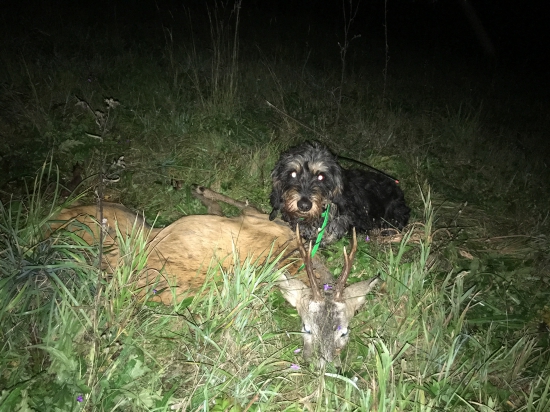 Úspešná dohľadávka