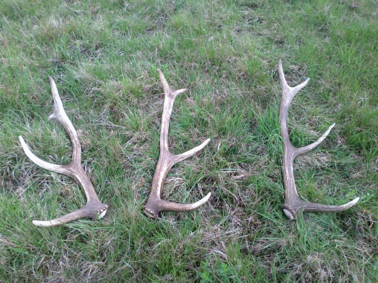 aj dnes sa pošťastilo...