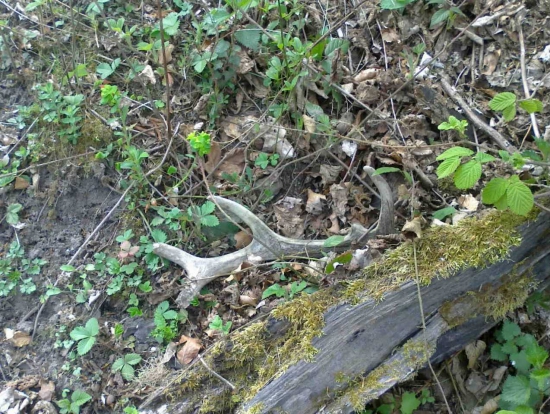 Minuloročný,ale potešil :-)