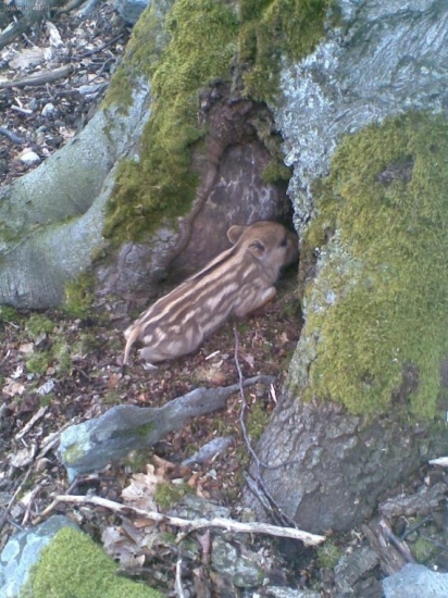 prasiatko sa chcelo ukryť do stromu