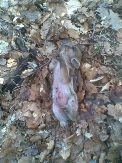 prasiatko sa urobilo mŕtve a o chvilku utieklo...