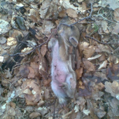 prasiatko sa urobilo mŕtve a o chvilku utieklo...