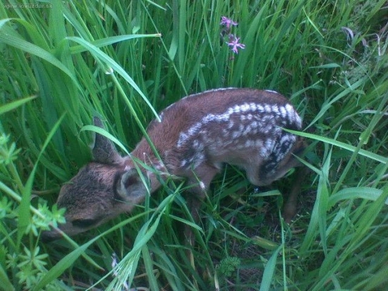 chúďa ešte nevládalo stáť na nohách