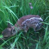 chúďa ešte nevládalo stáť na nohách