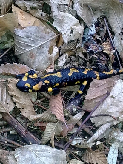 Salamandra