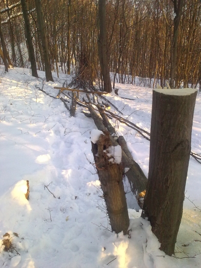 Ako sa straca drevo z lesa?