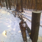 Ako sa straca drevo z lesa?