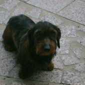 Ešte raz jazvečík