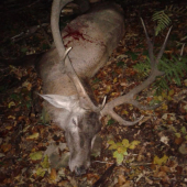 KAMARATOV JELEN IV.VT