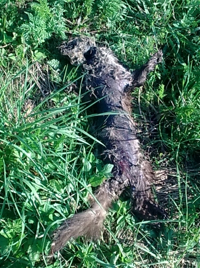 Kuna -skálna alebo lesná