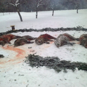 Hosťovská poľovačka