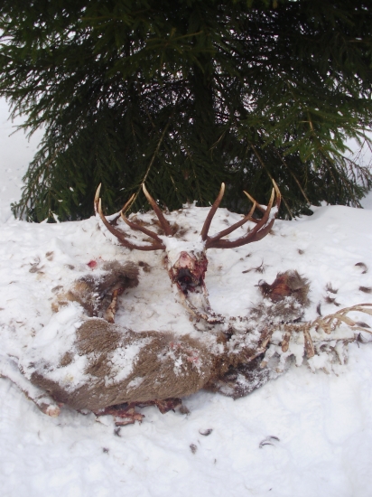 Práca vlčej svorky