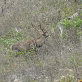 maskovacia farba