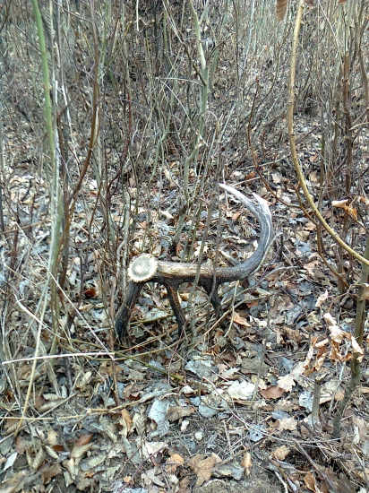 Skoda že nie čerstvý