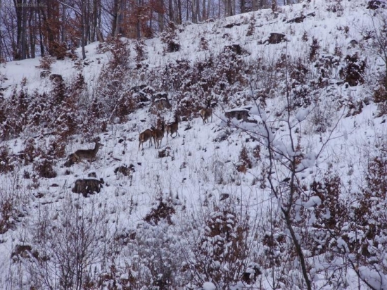 Pohyb jeleníc v strmom teréne