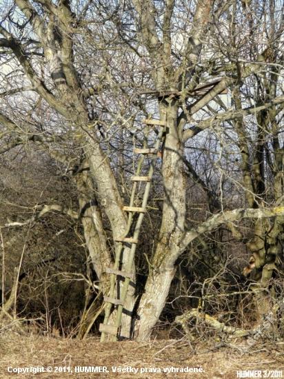 Posed_33
