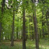 Lesík v novom zelenom šate