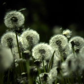 Fúknite prosííím...