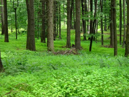 Zeleň