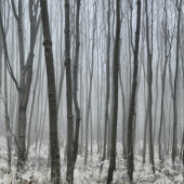 V zajatí hustej hmly