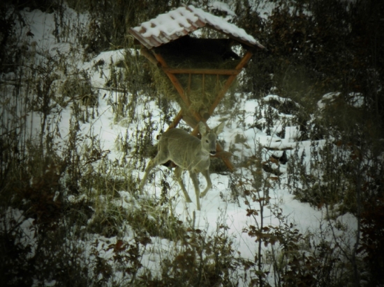 Po zjedení ovsu sa vydal svojou cestou