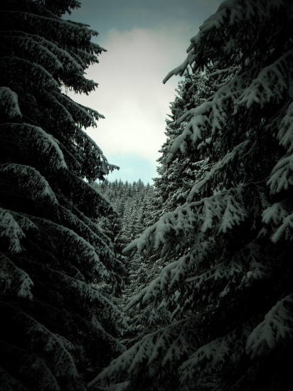 Medzi nami smrečkami