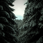 Medzi nami smrečkami