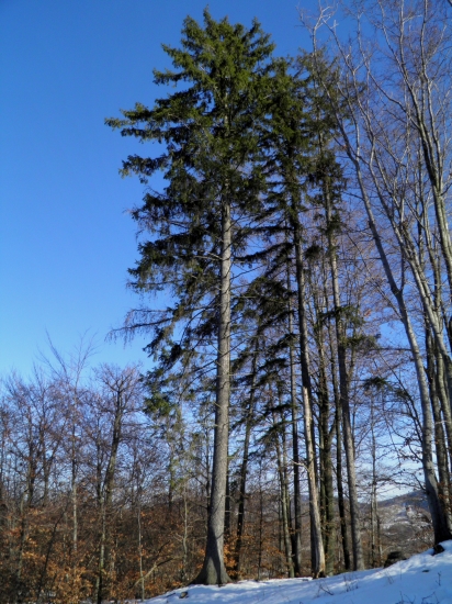 Môj obľúbený strom