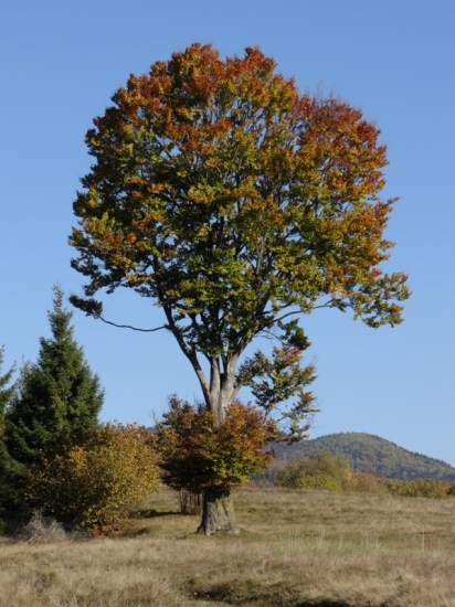 Zaujal ma