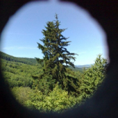 Smrek odfotený cez dieru v doske