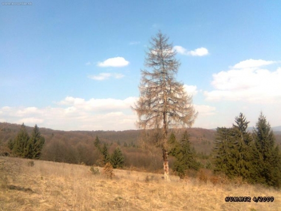 Starček