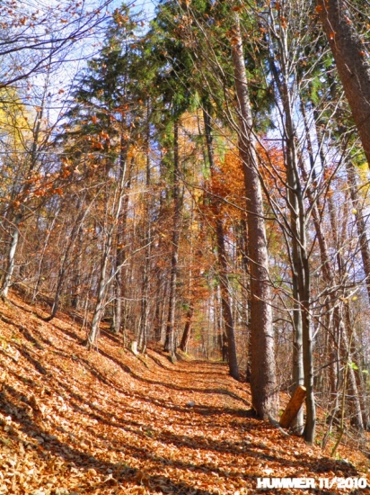 Novembrový les