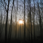 Hmlisté ránko v lese