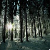 Zimná atmosféra lesíka