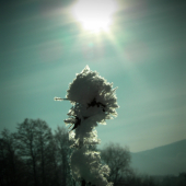 Na kosť premrznutá