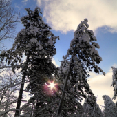 Dvaja zamrznutý bratia