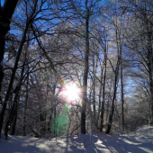 Pre takéto pohľady sa oplatí chodiť do lesa