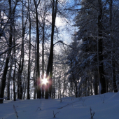 Slniečko medzi stromami