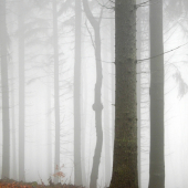 V zajatí hustej hmly_2