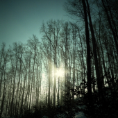 Hmlisté ránko v lese