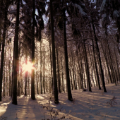 Západ slnka medzi stromami