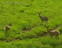 srnčia zver v prirode